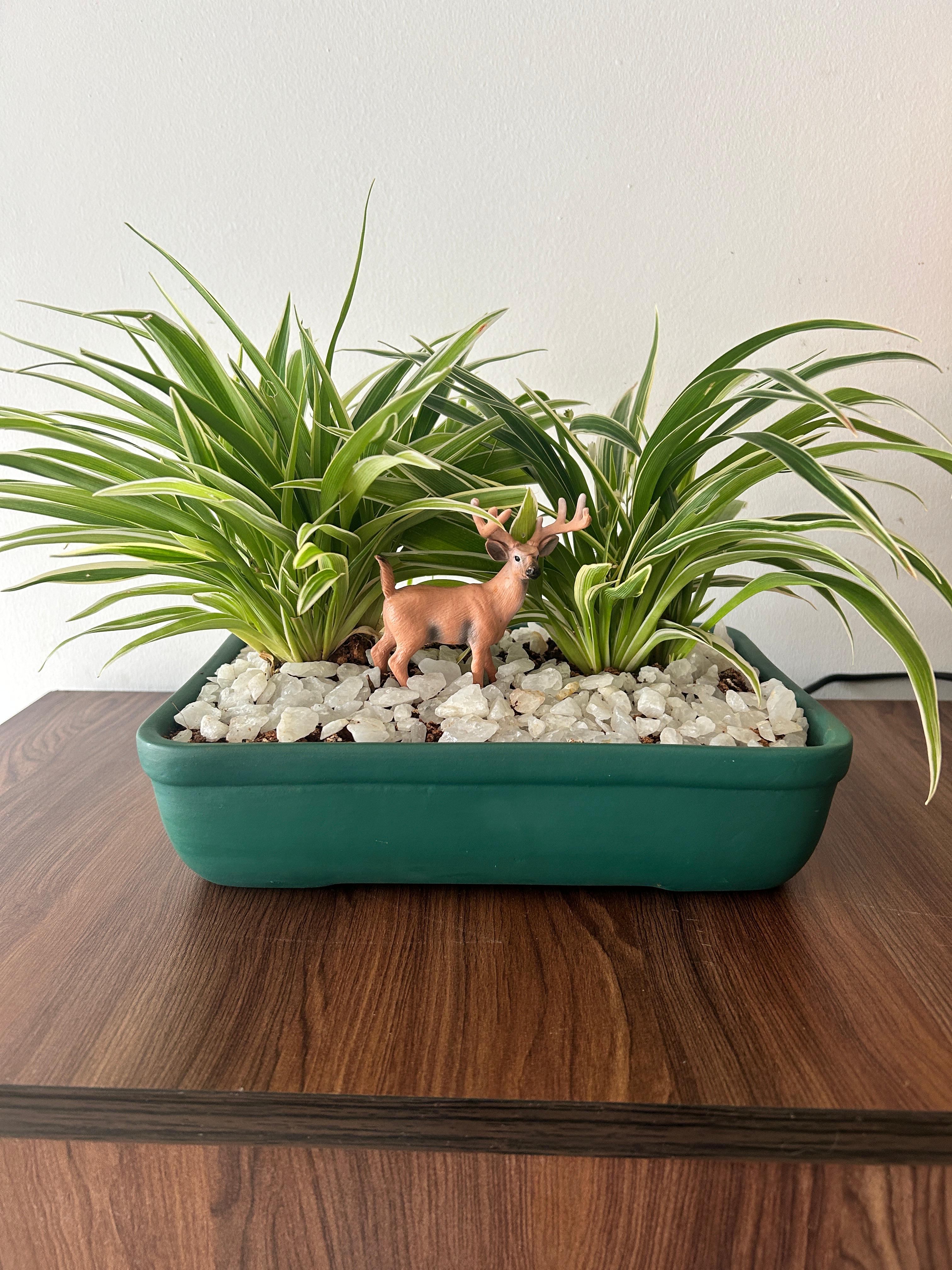 Dual Delight Spider Planter