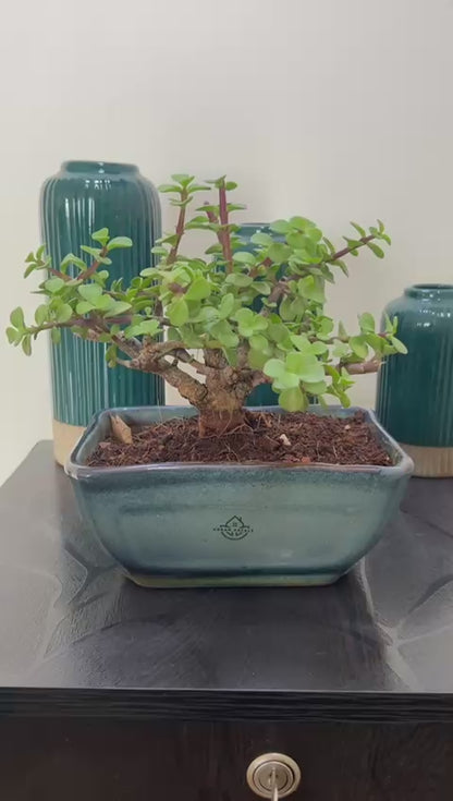 Mr. Jade